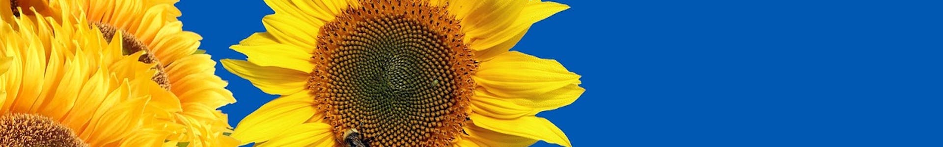 Sunflowers - case study